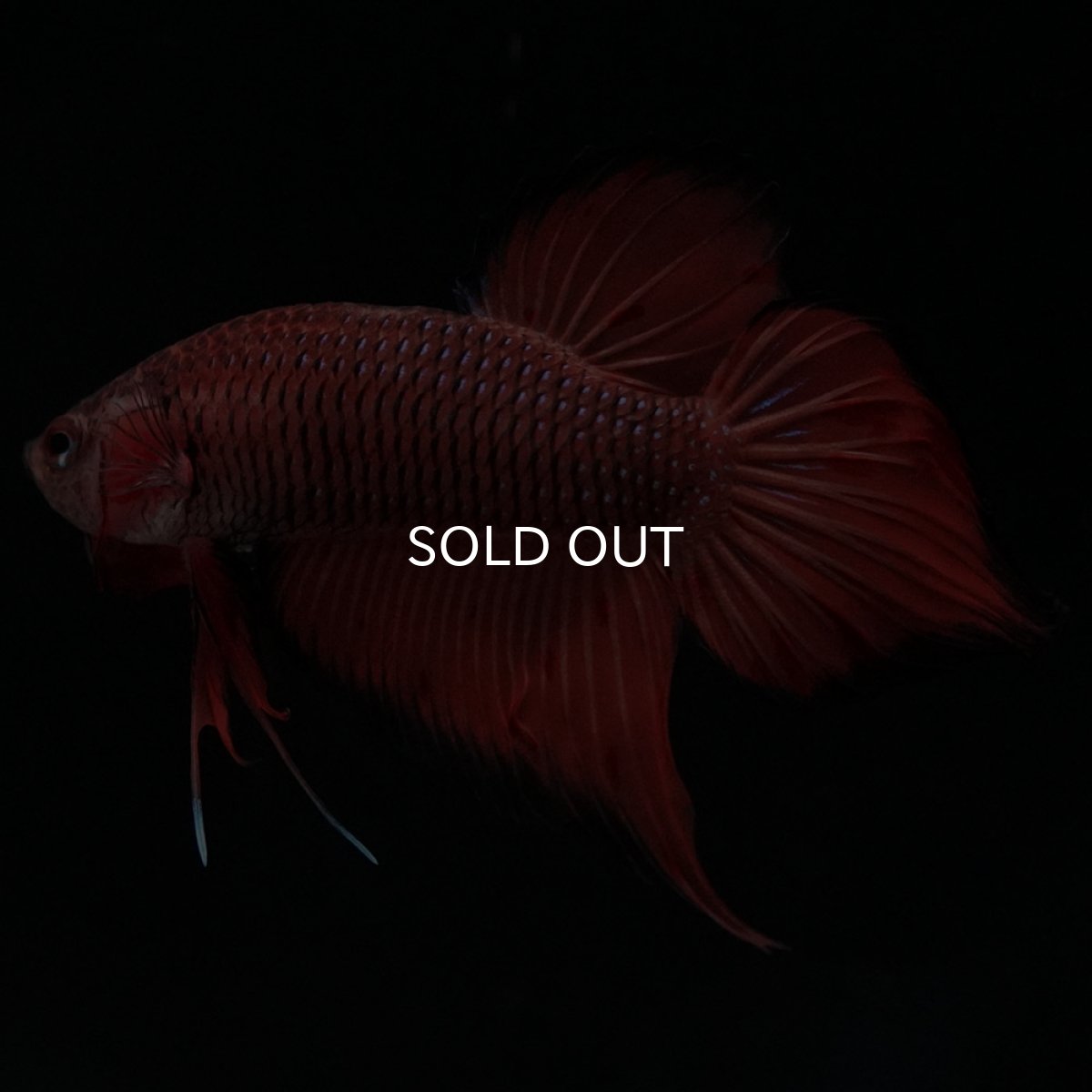 画像4: ワイルドハイブリッド (4)