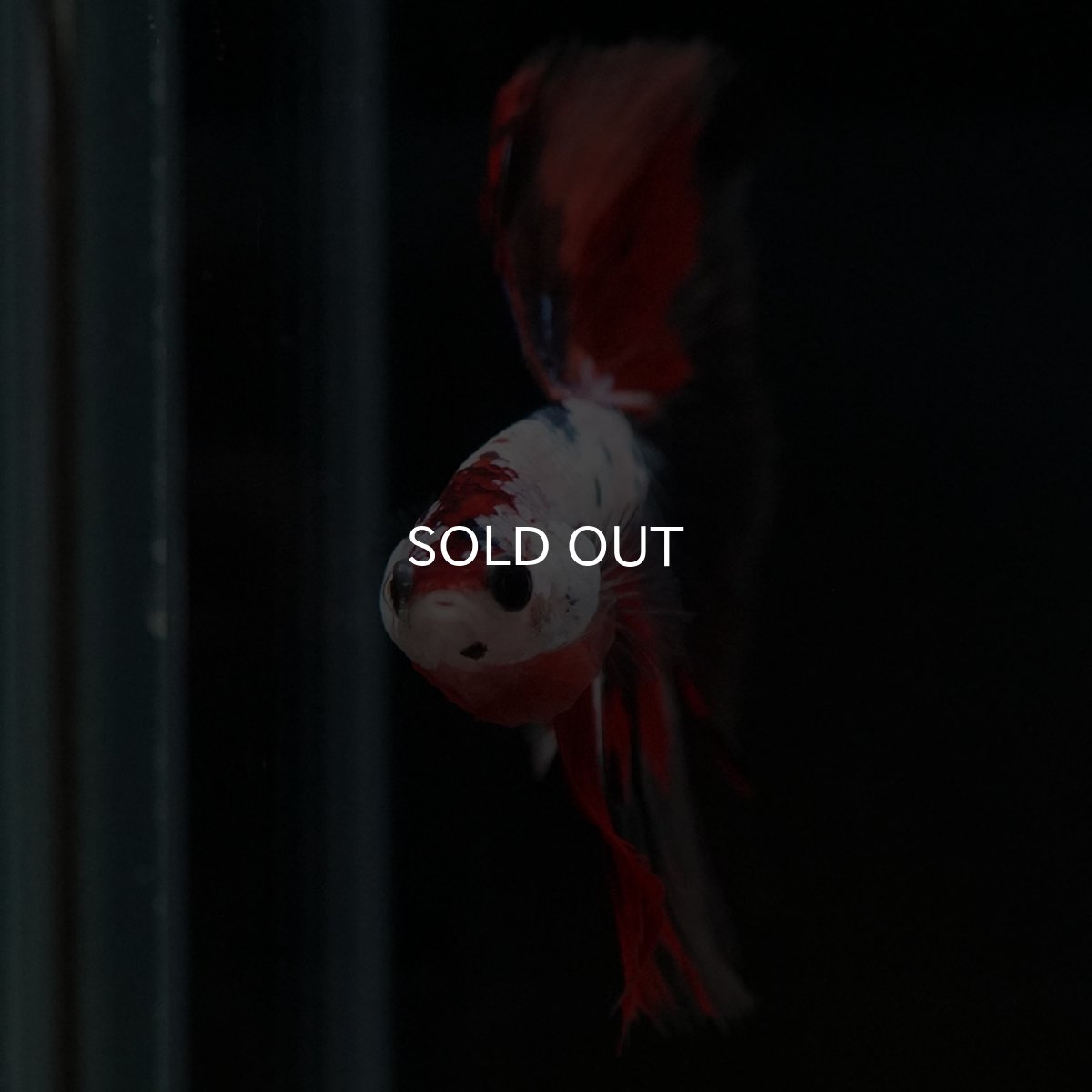 画像3: HM キャンディレインボー (3)