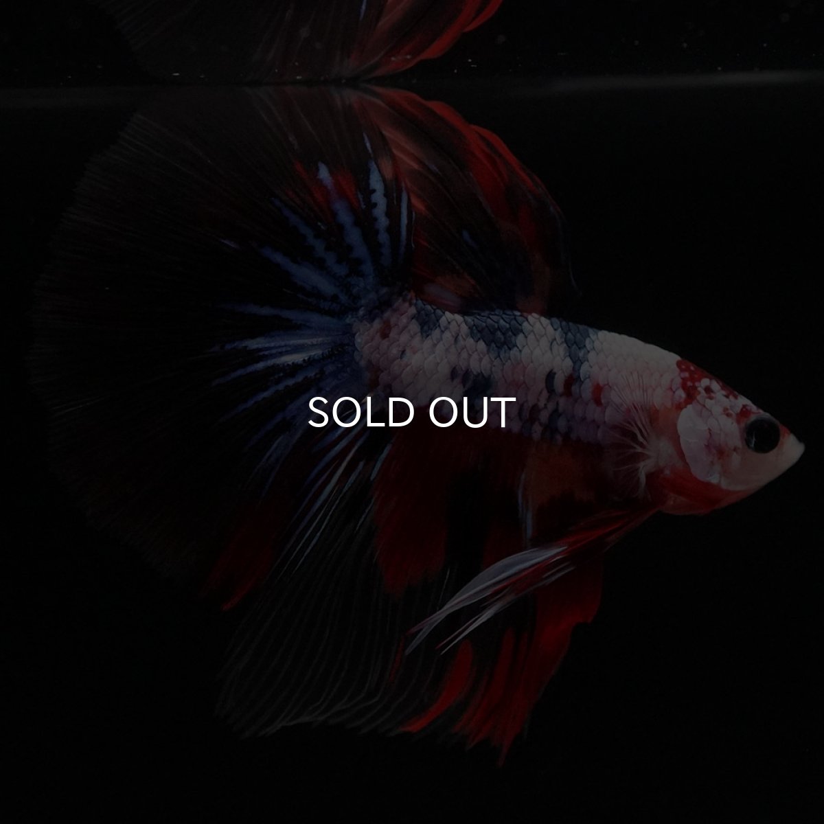 画像5: HM キャンディレインボー (5)