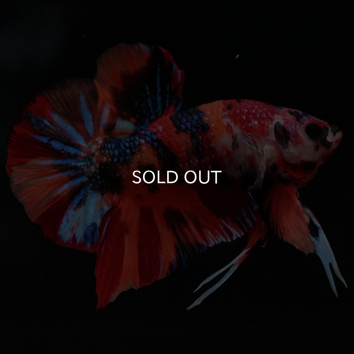 画像3: HMPK キャンディ (3)