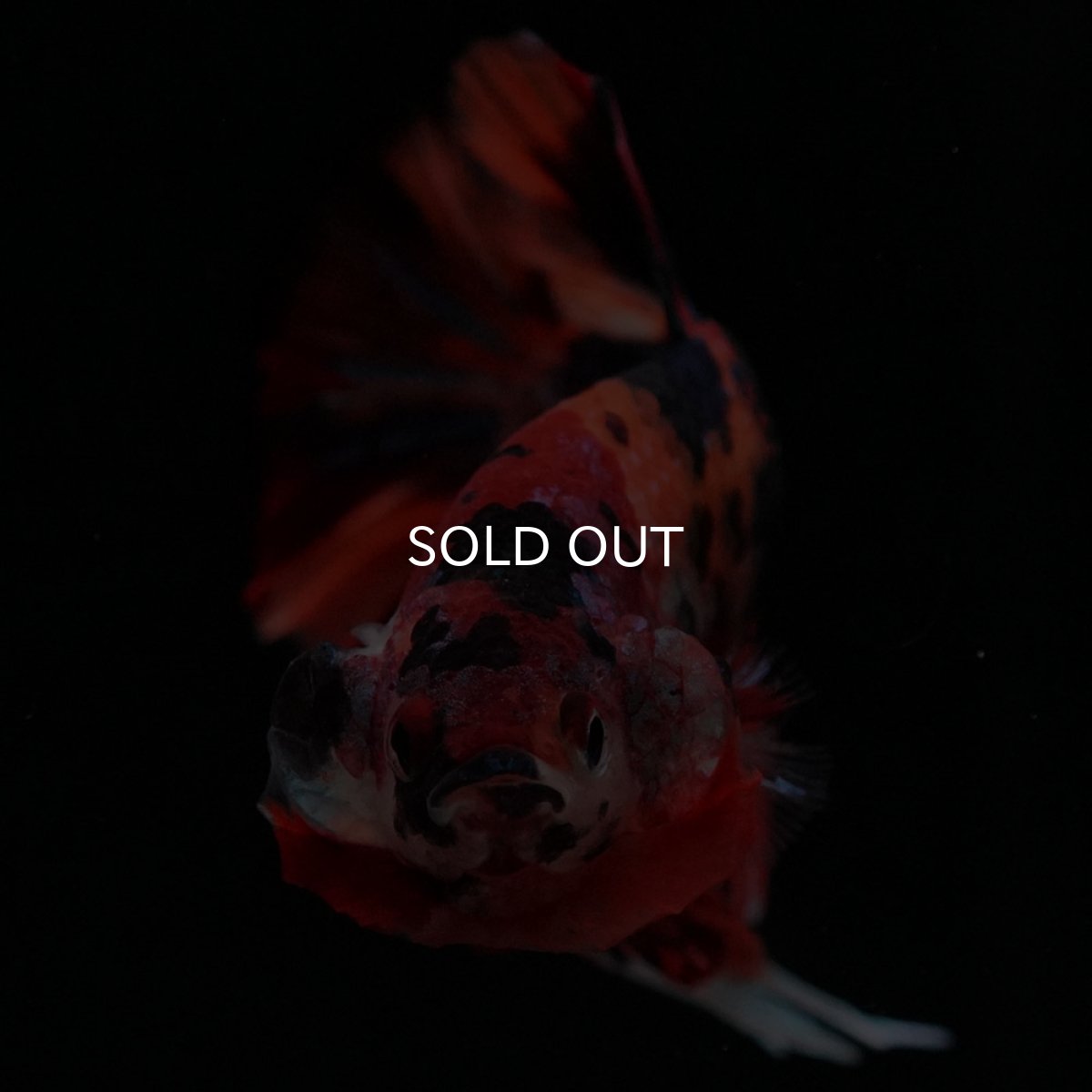 画像5: HMPK キャンディ (5)