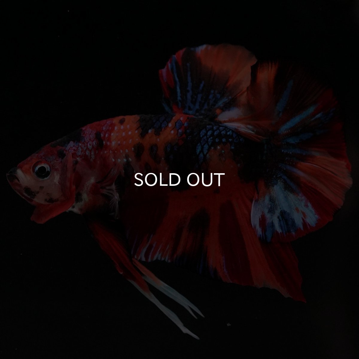 画像11: HMPK キャンディ (11)