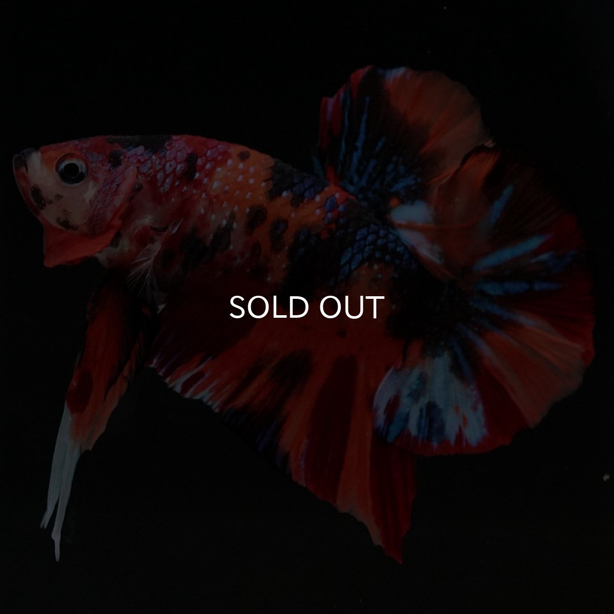 画像9: HMPK キャンディ (9)