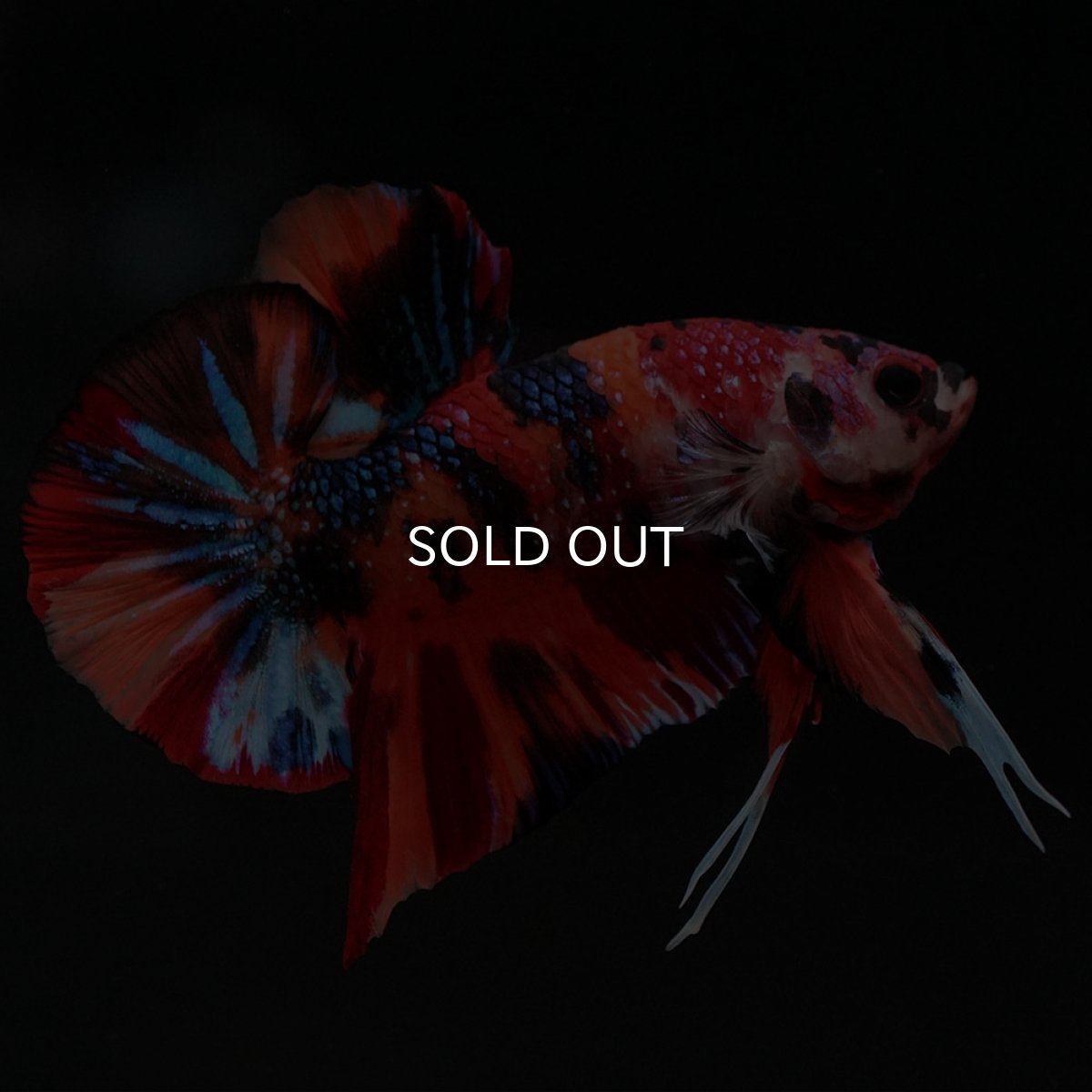 画像6: HMPK キャンディ (6)