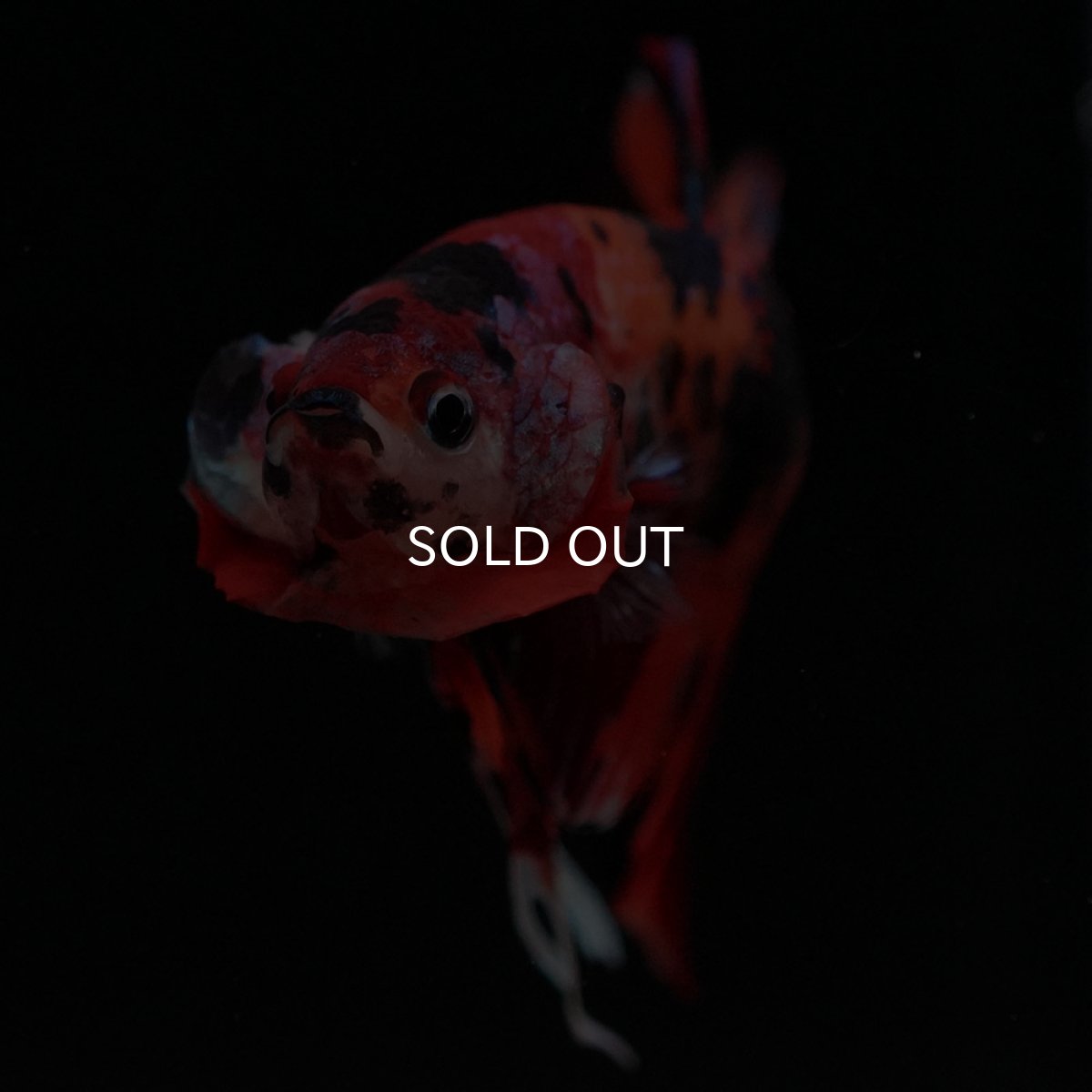 画像4: HMPK キャンディ (4)