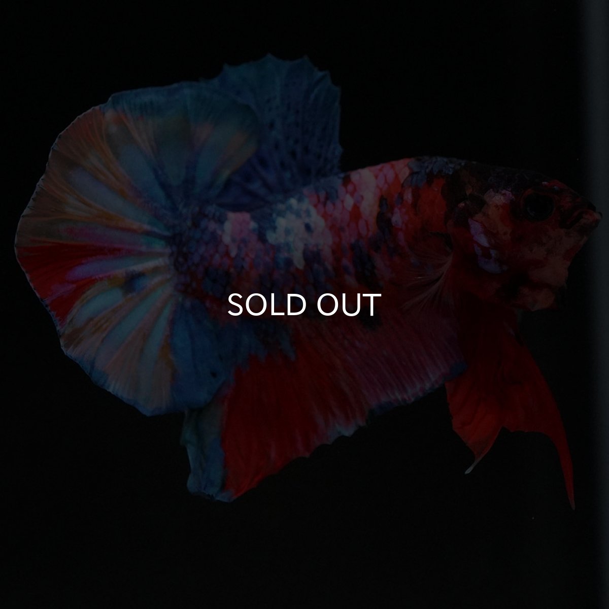 画像6: HMPK キャンディギャラクシー (6)