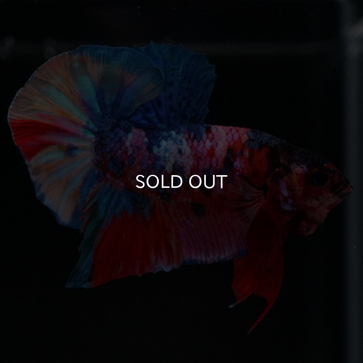 画像8: HMPK キャンディギャラクシー (8)