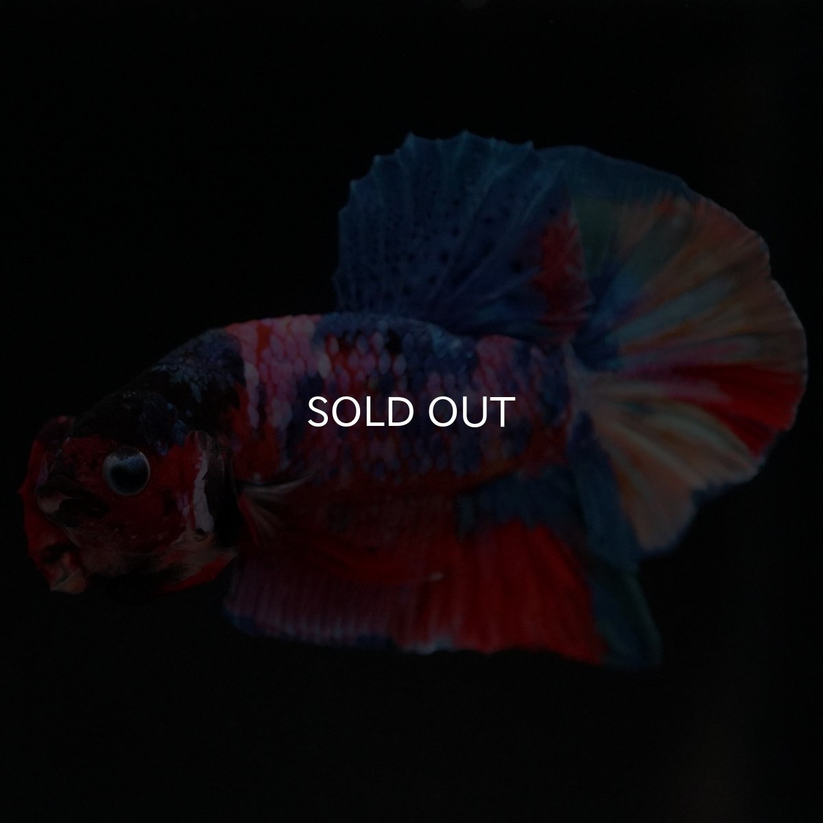 画像2: HMPK キャンディギャラクシー (2)