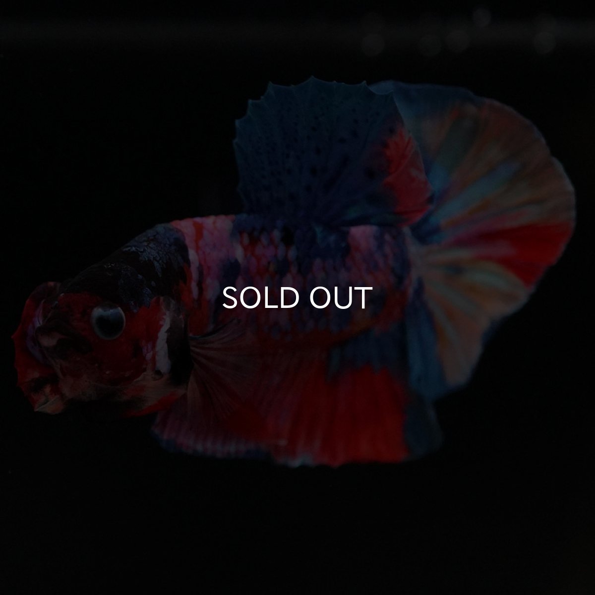 画像10: HMPK キャンディギャラクシー (10)