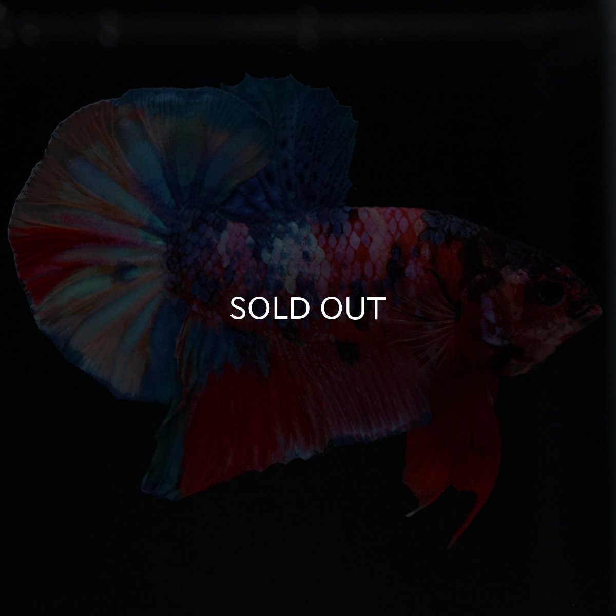 画像4: HMPK キャンディギャラクシー (4)