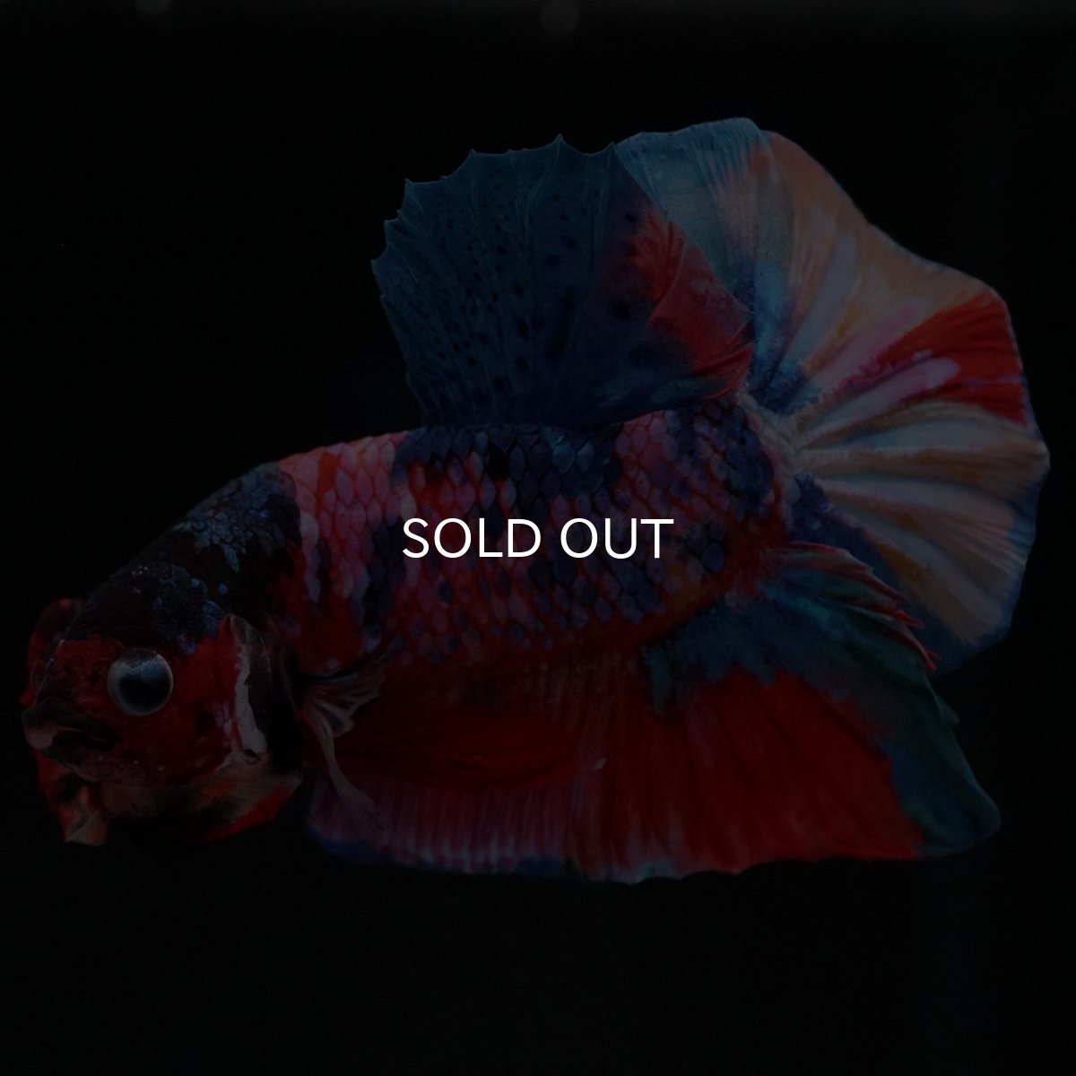 画像9: HMPK キャンディギャラクシー (9)