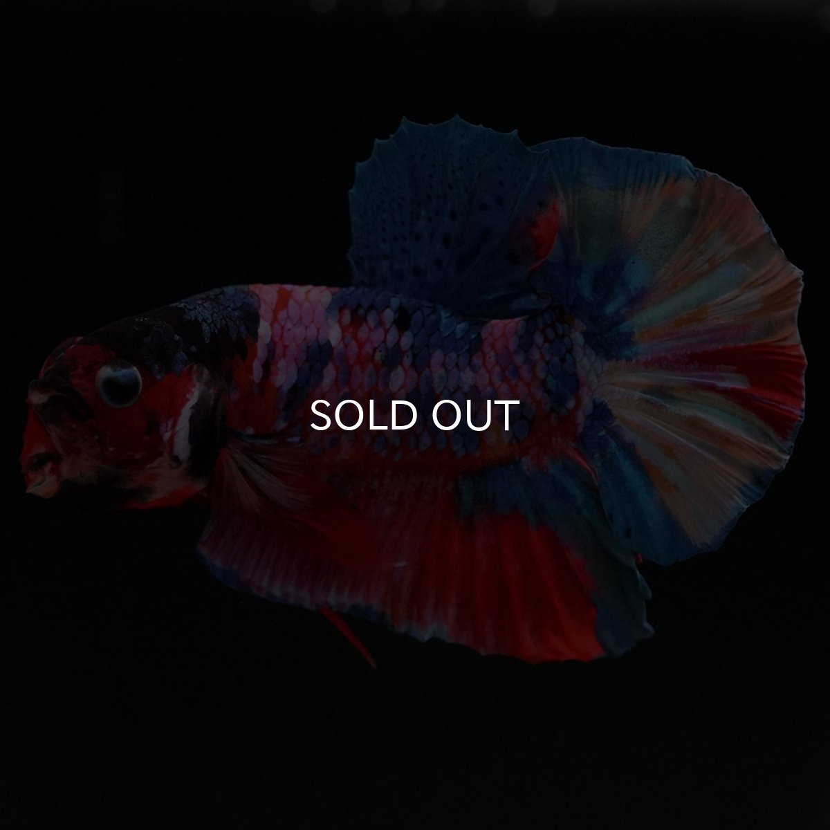 画像7: HMPK キャンディギャラクシー (7)