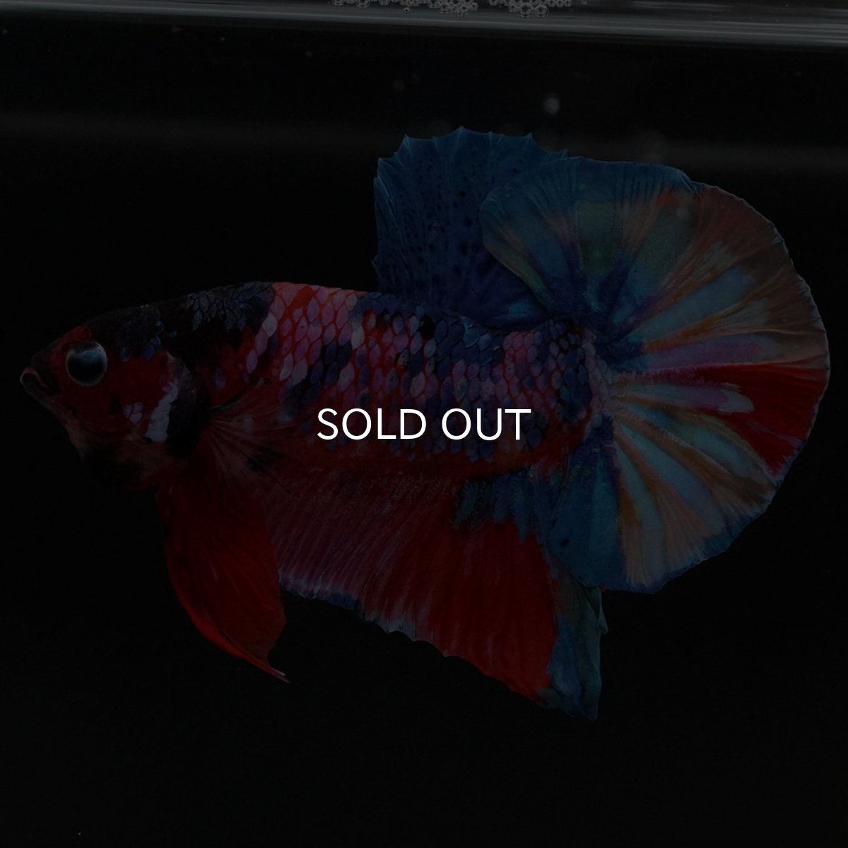 画像5: HMPK キャンディギャラクシー (5)