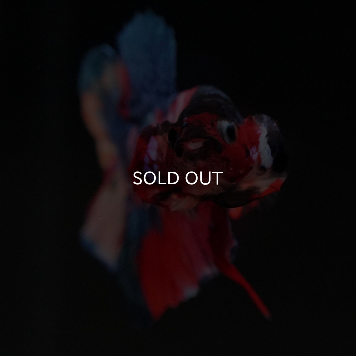 画像3: HMPK キャンディギャラクシー (3)