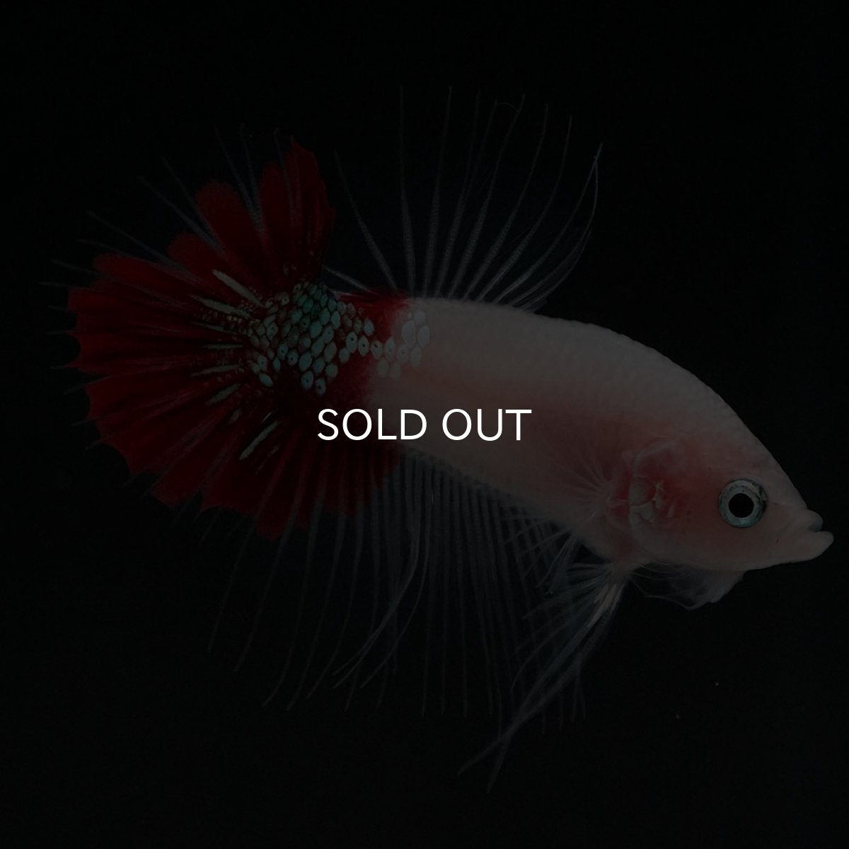 画像4: CTPK　紅白 (4)