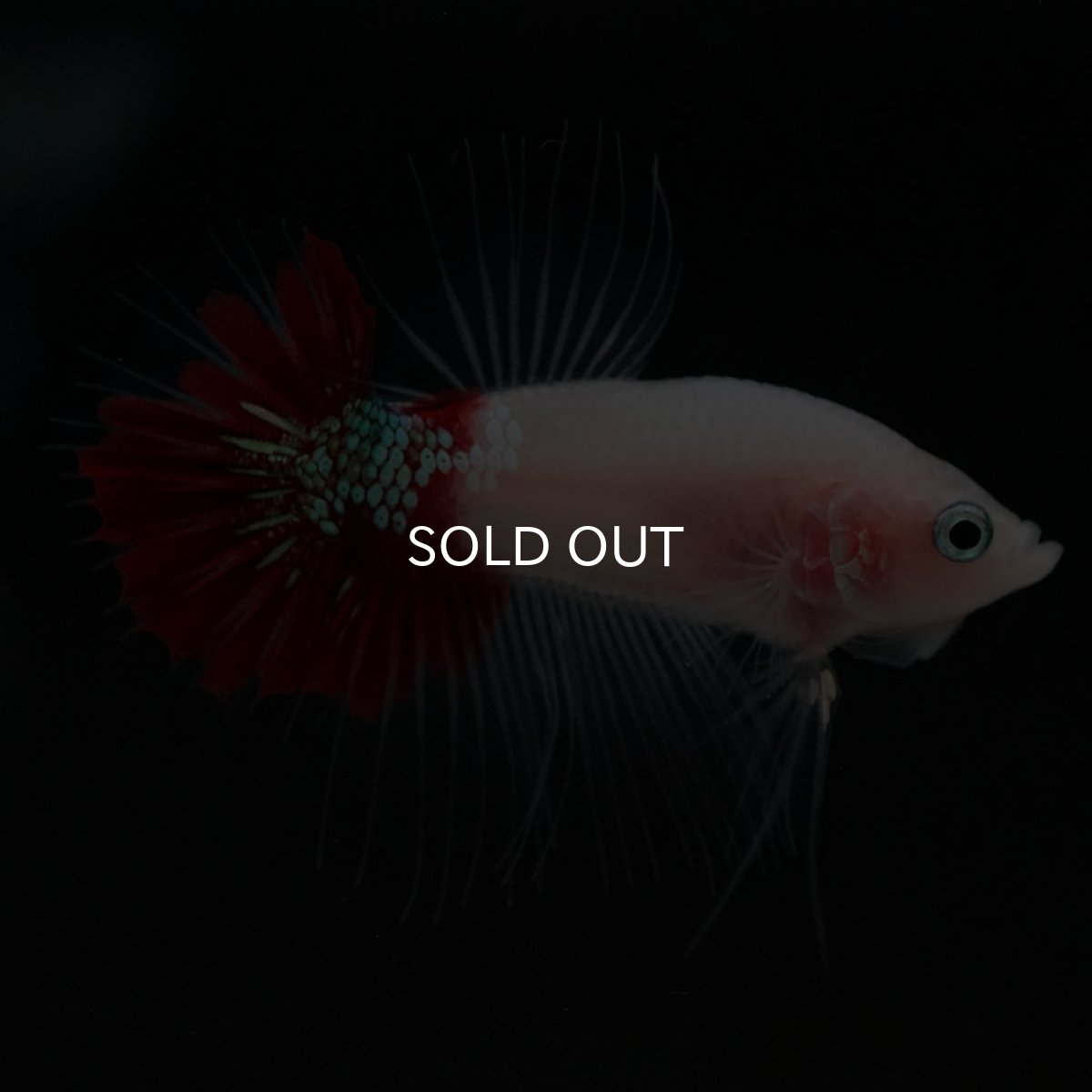 画像8: CTPK　紅白 (8)