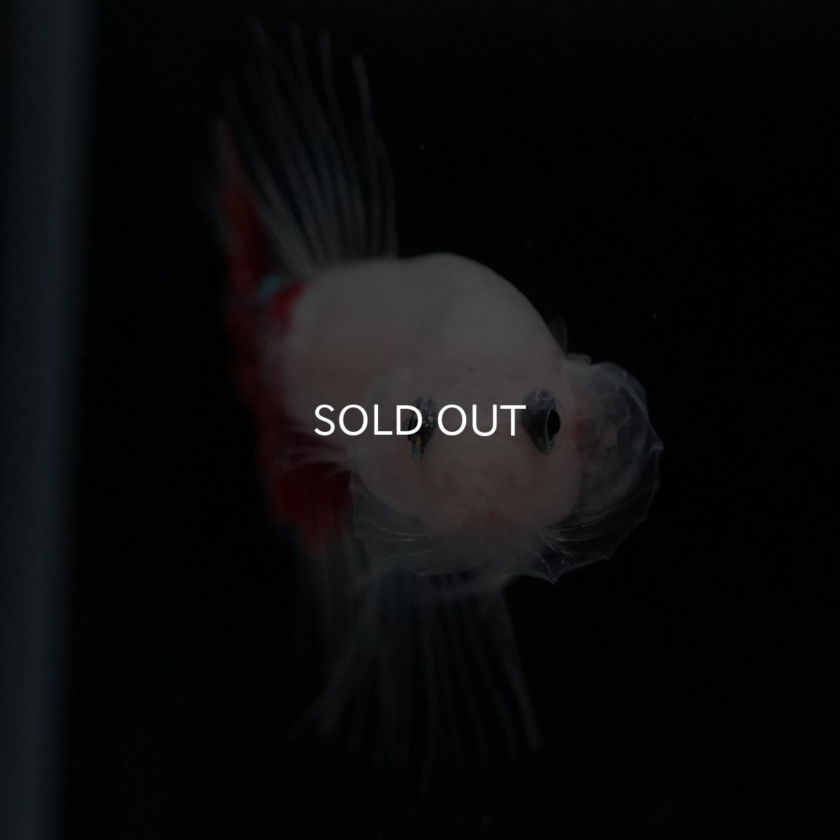 画像3: CTPK　紅白 (3)