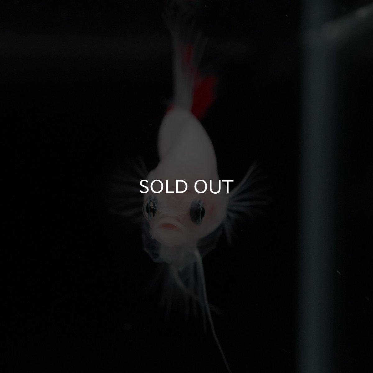 画像12: CTPK　紅白 (12)