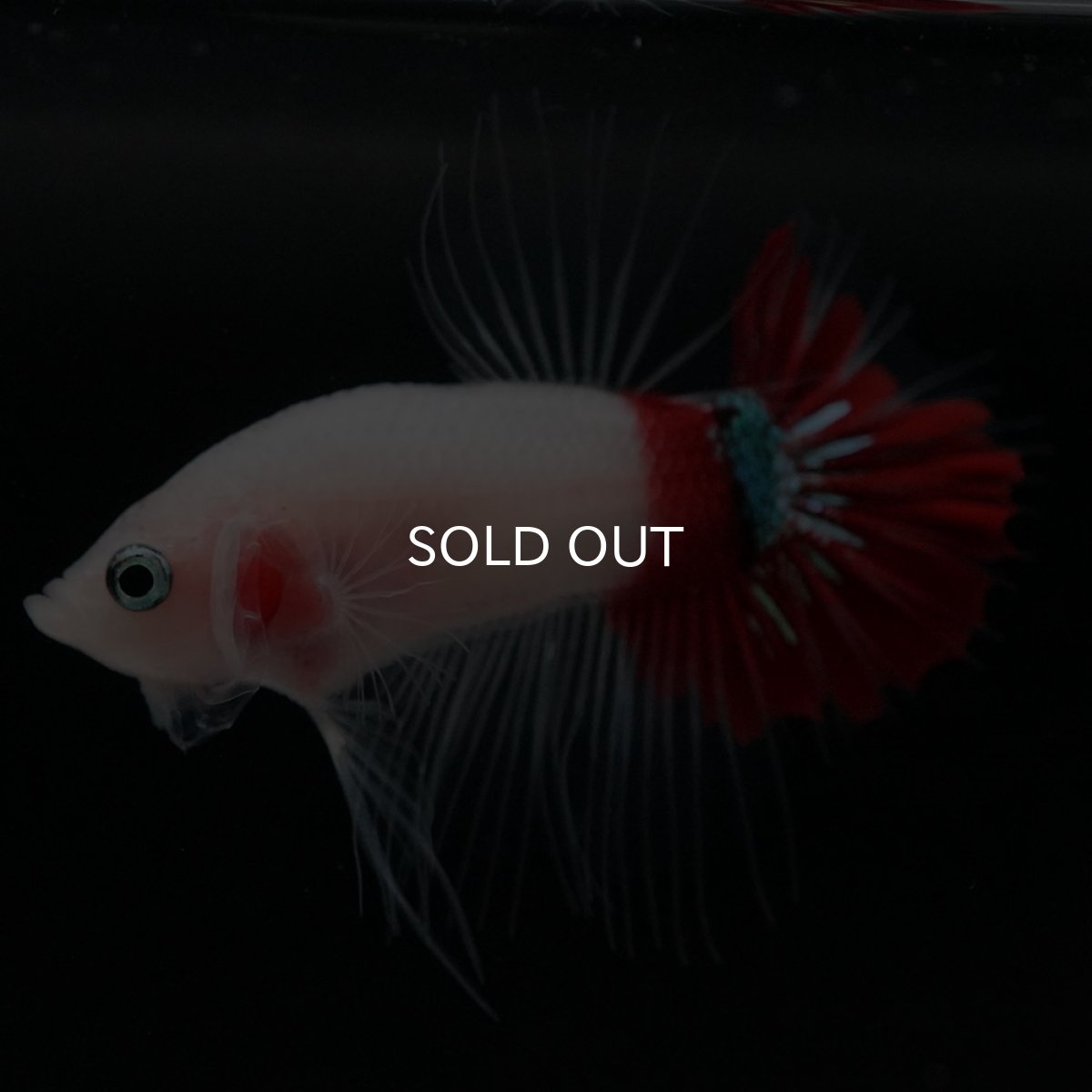 画像11: CTPK　紅白 (11)