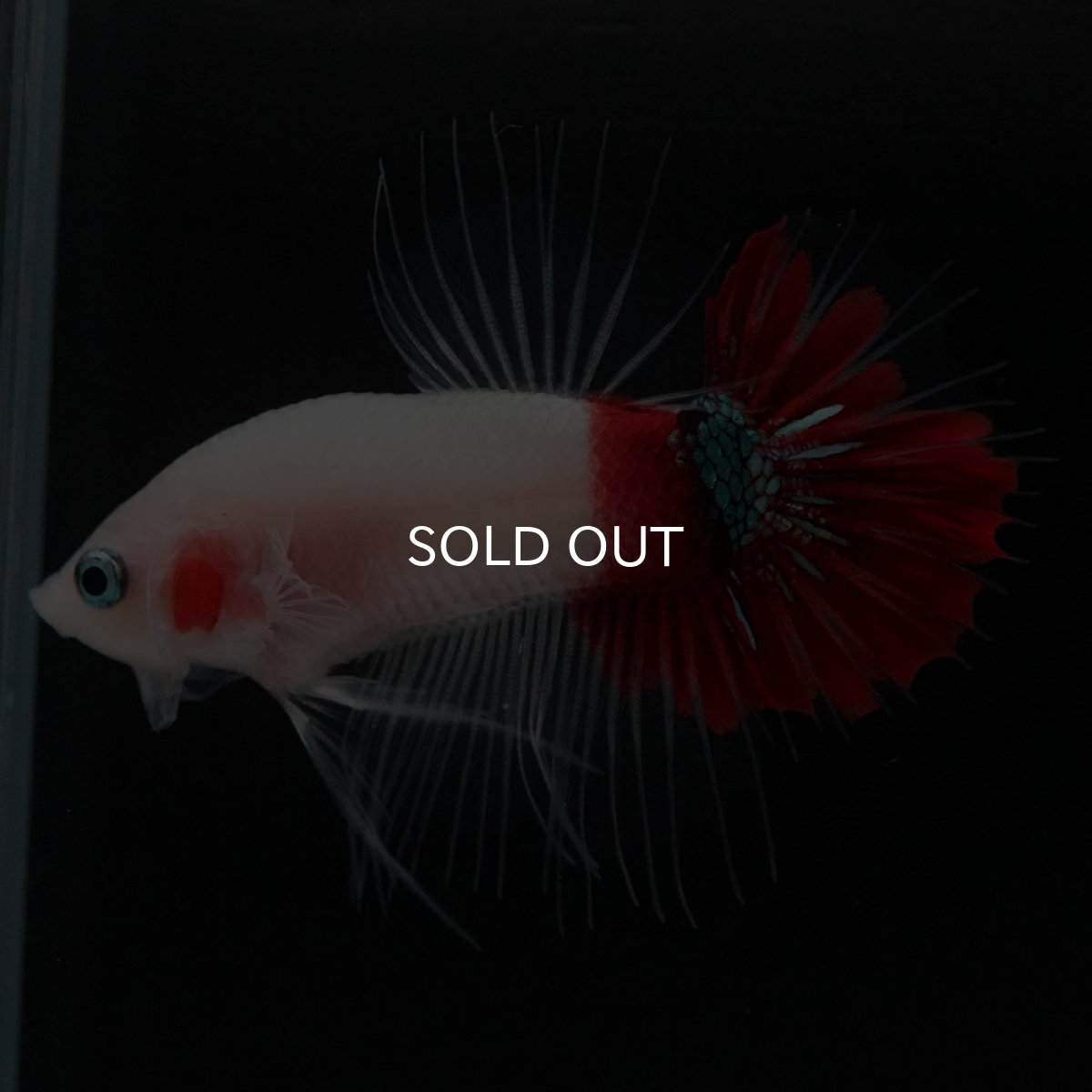 画像9: CTPK　紅白 (9)