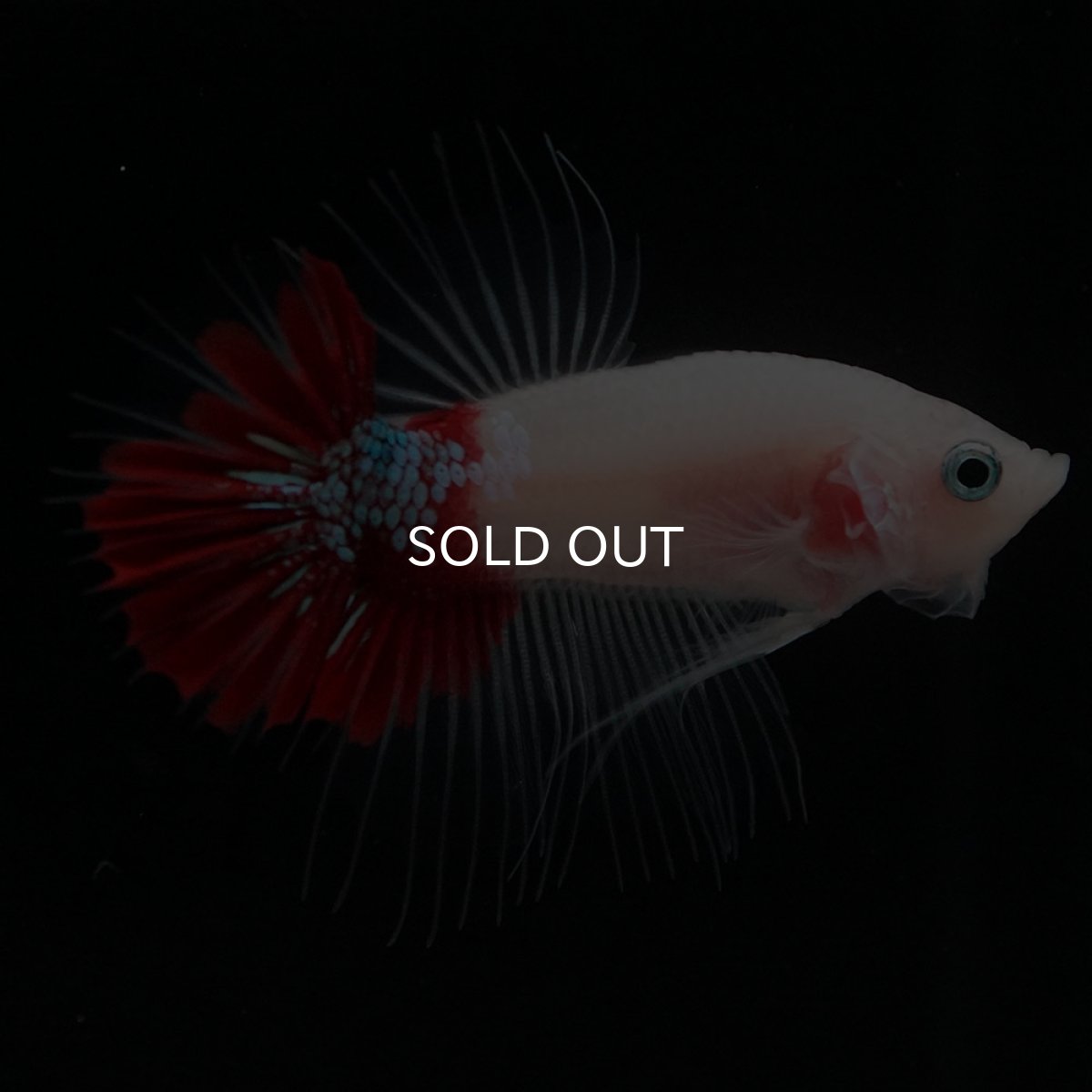 画像2: CTPK　紅白 (2)