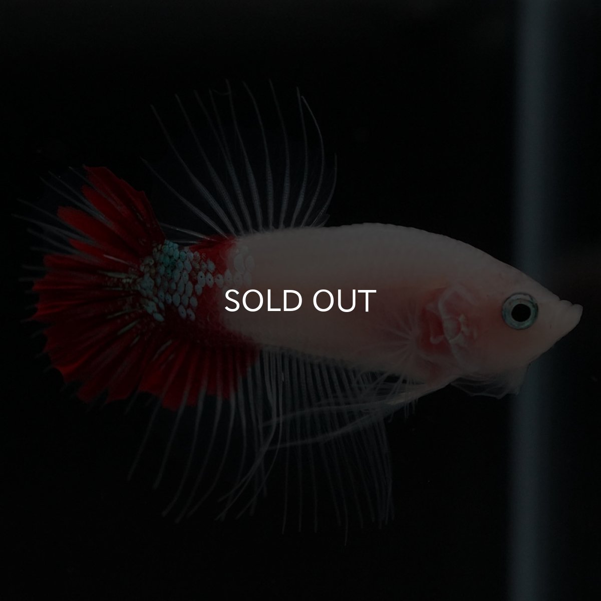 画像6: CTPK　紅白 (6)