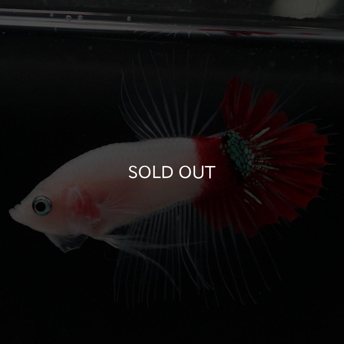 画像5: CTPK　紅白 (5)