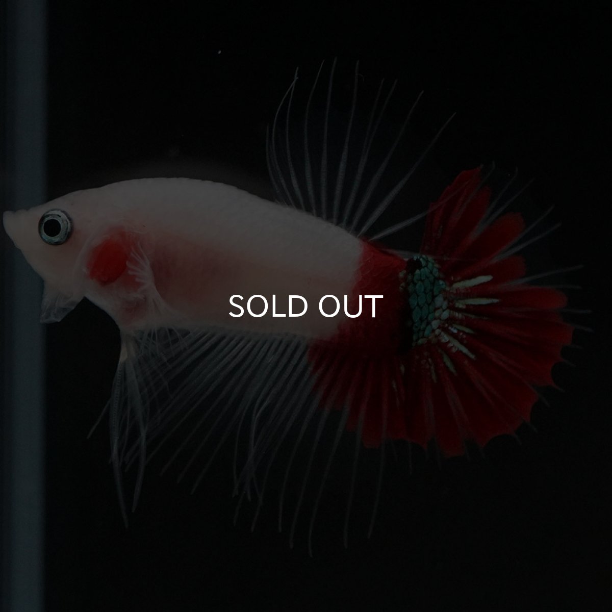 画像7: CTPK　紅白 (7)