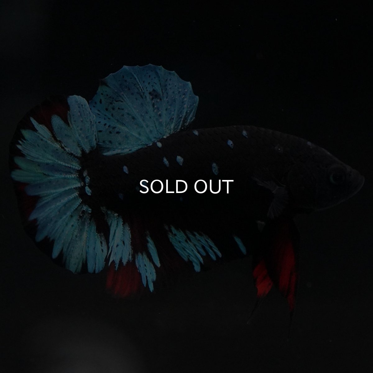 画像7: HMPK ブラックスター (7)