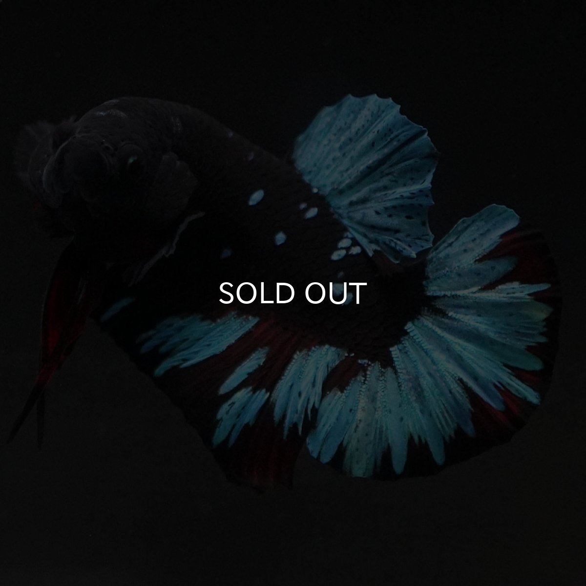 画像8: HMPK ブラックスター (8)