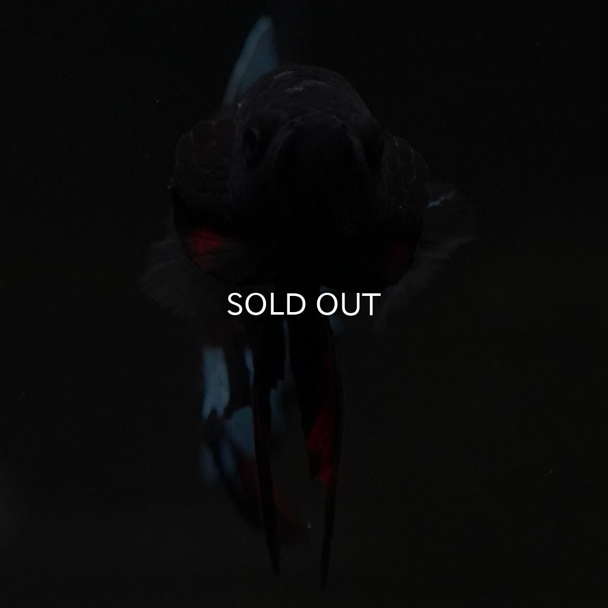 画像3: HMPK ブラックスター (3)