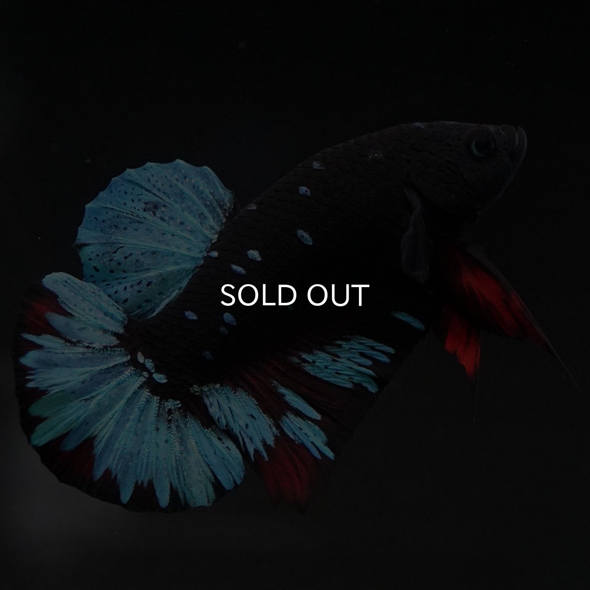 画像5: HMPK ブラックスター (5)