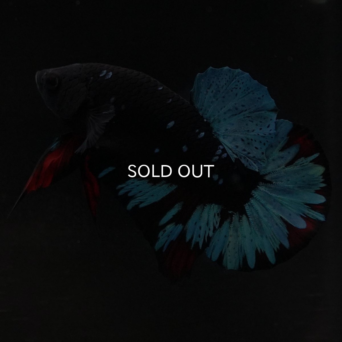 画像6: HMPK ブラックスター (6)