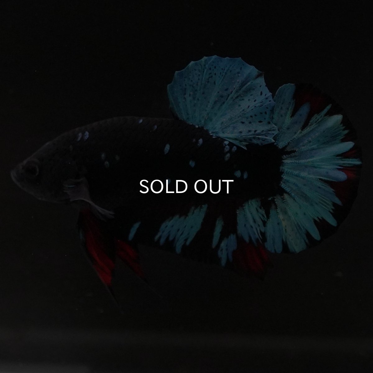 画像4: HMPK ブラックスター (4)