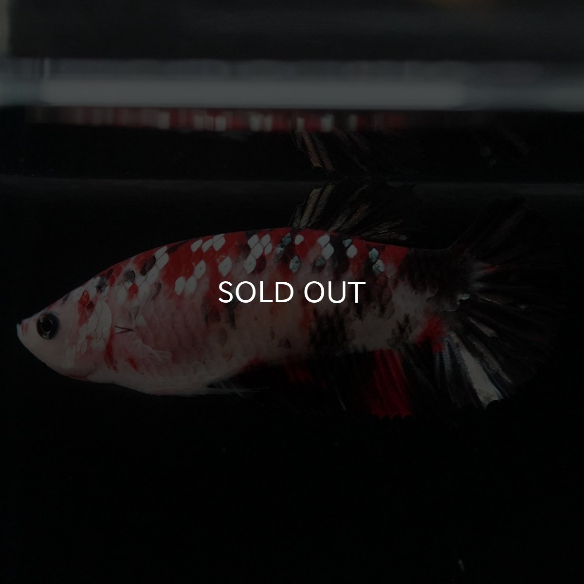 画像4: HMPK 鯉ギャラクシー メス (4)