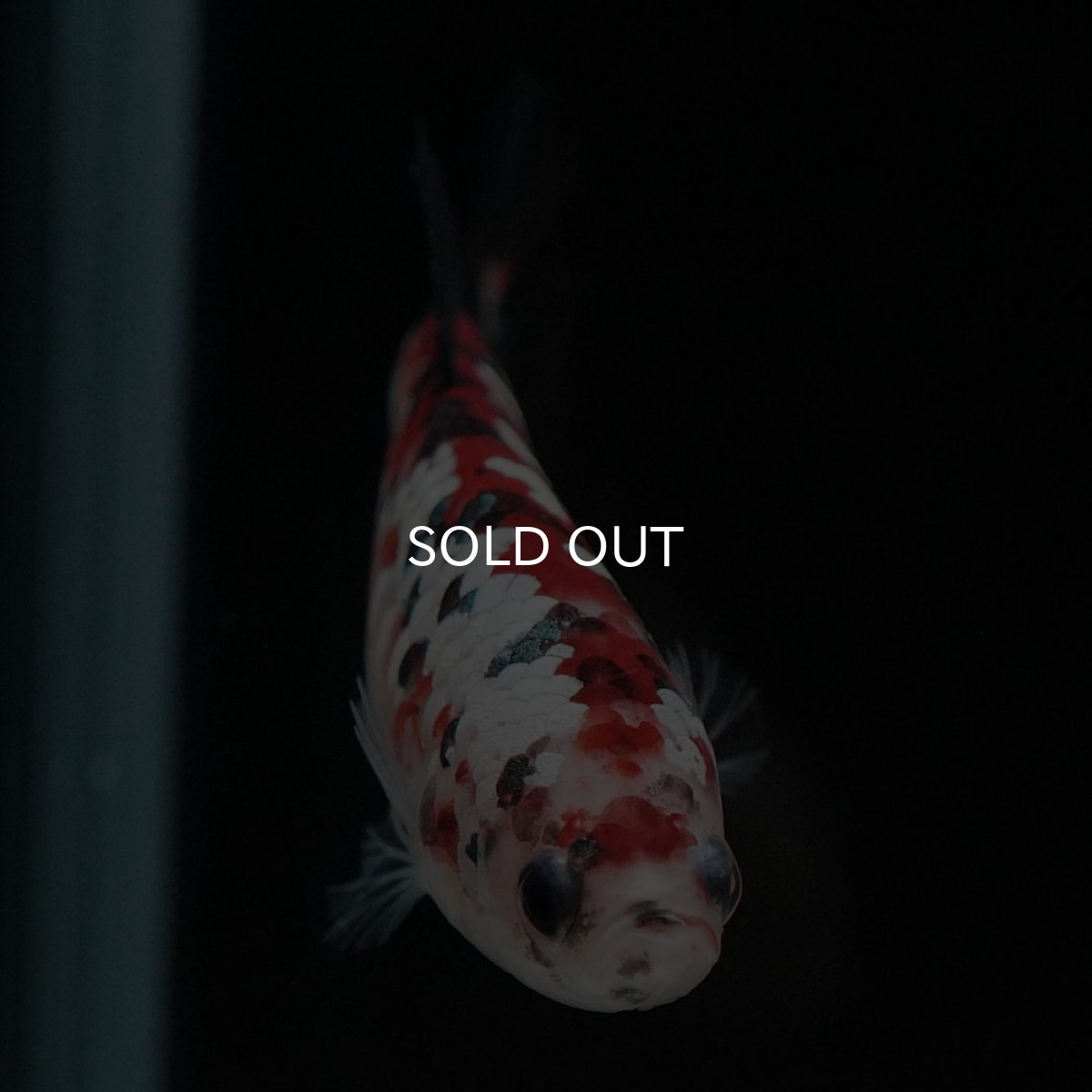 画像3: HMPK 鯉ギャラクシー メス (3)