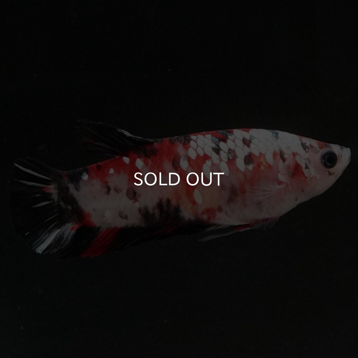 画像2: HMPK 鯉ギャラクシー メス (2)