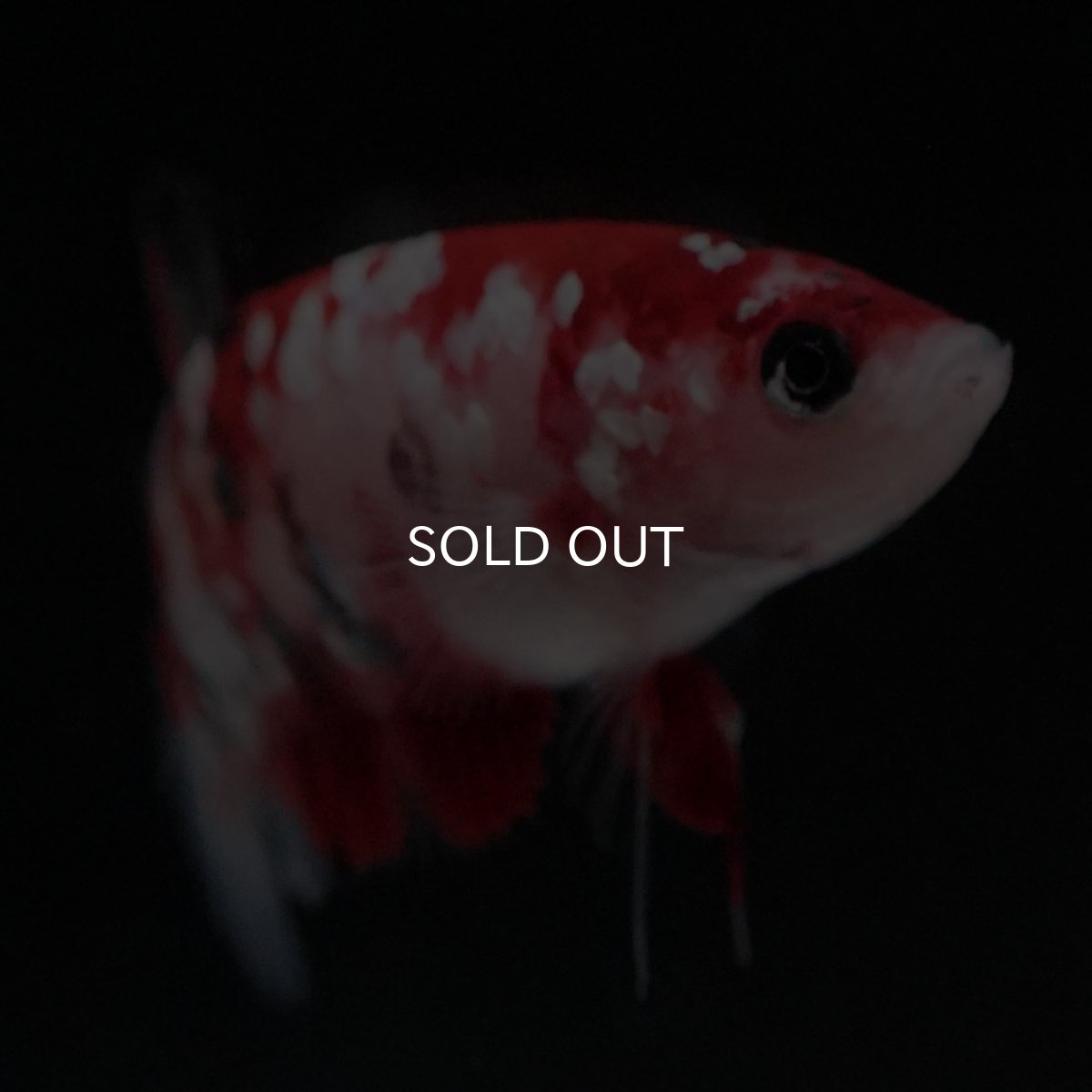 画像3: HMPK 鯉ギャラクシー メス (3)