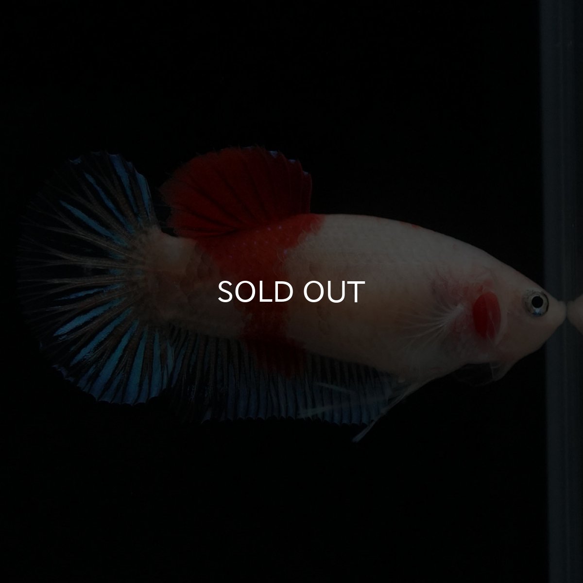 画像3: HMPK 紅白 メス (3)