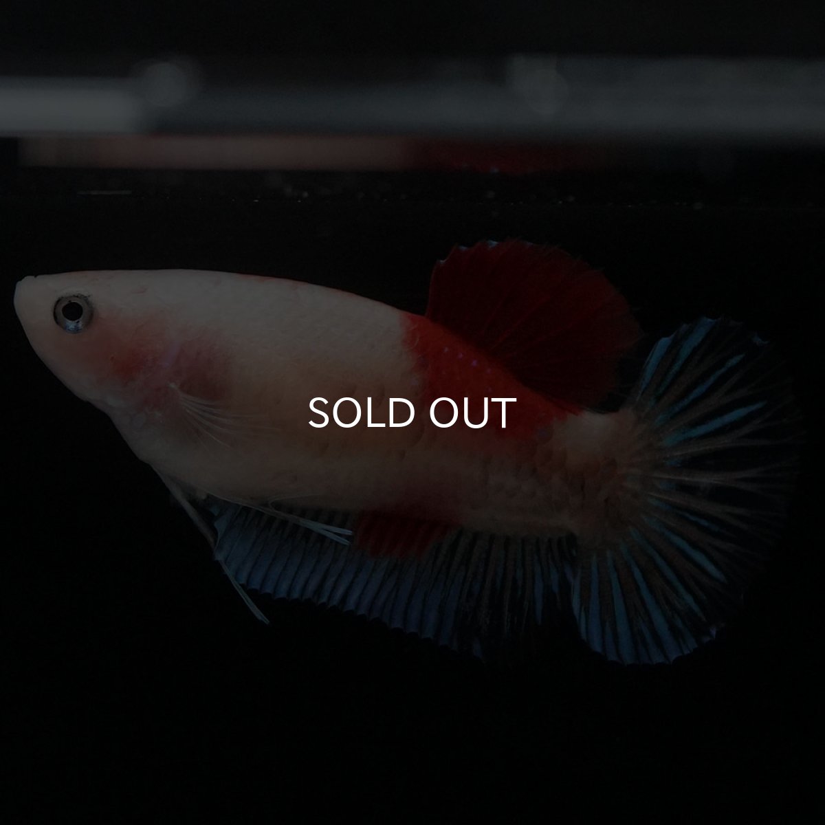 画像2: HMPK 紅白 メス (2)