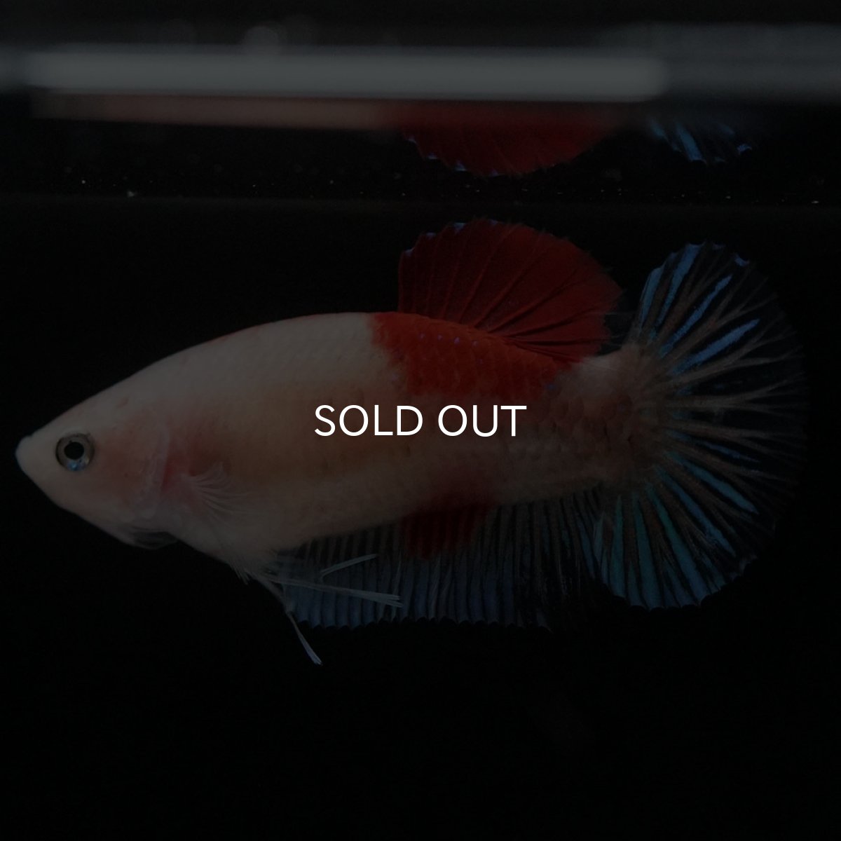 画像4: HMPK 紅白 メス (4)