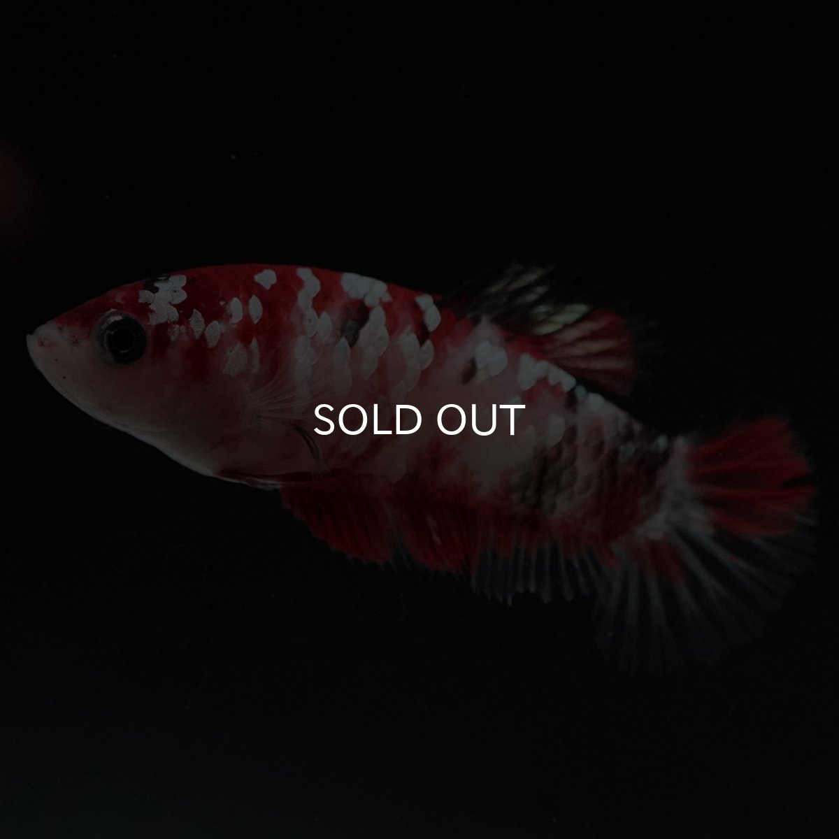 画像4: HMPK 鯉ギャラクシー メス (4)