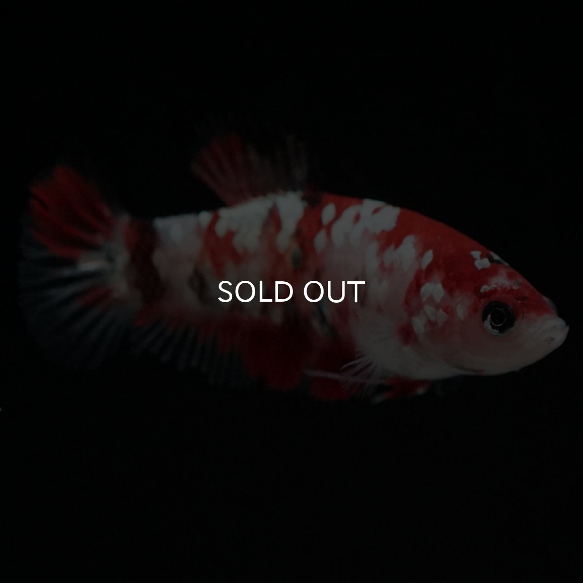 画像8: HMPK 鯉ギャラクシー メス (8)