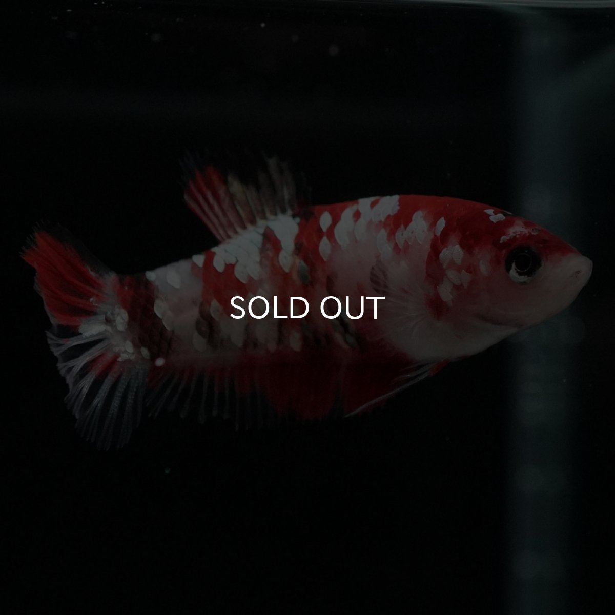 画像7: HMPK 鯉ギャラクシー メス (7)