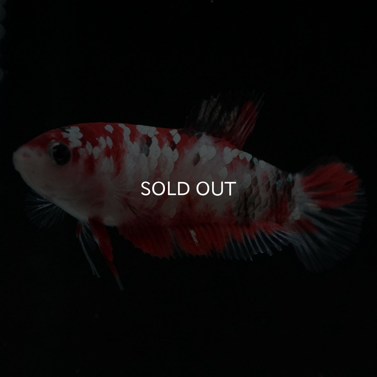 画像2: HMPK 鯉ギャラクシー メス (2)