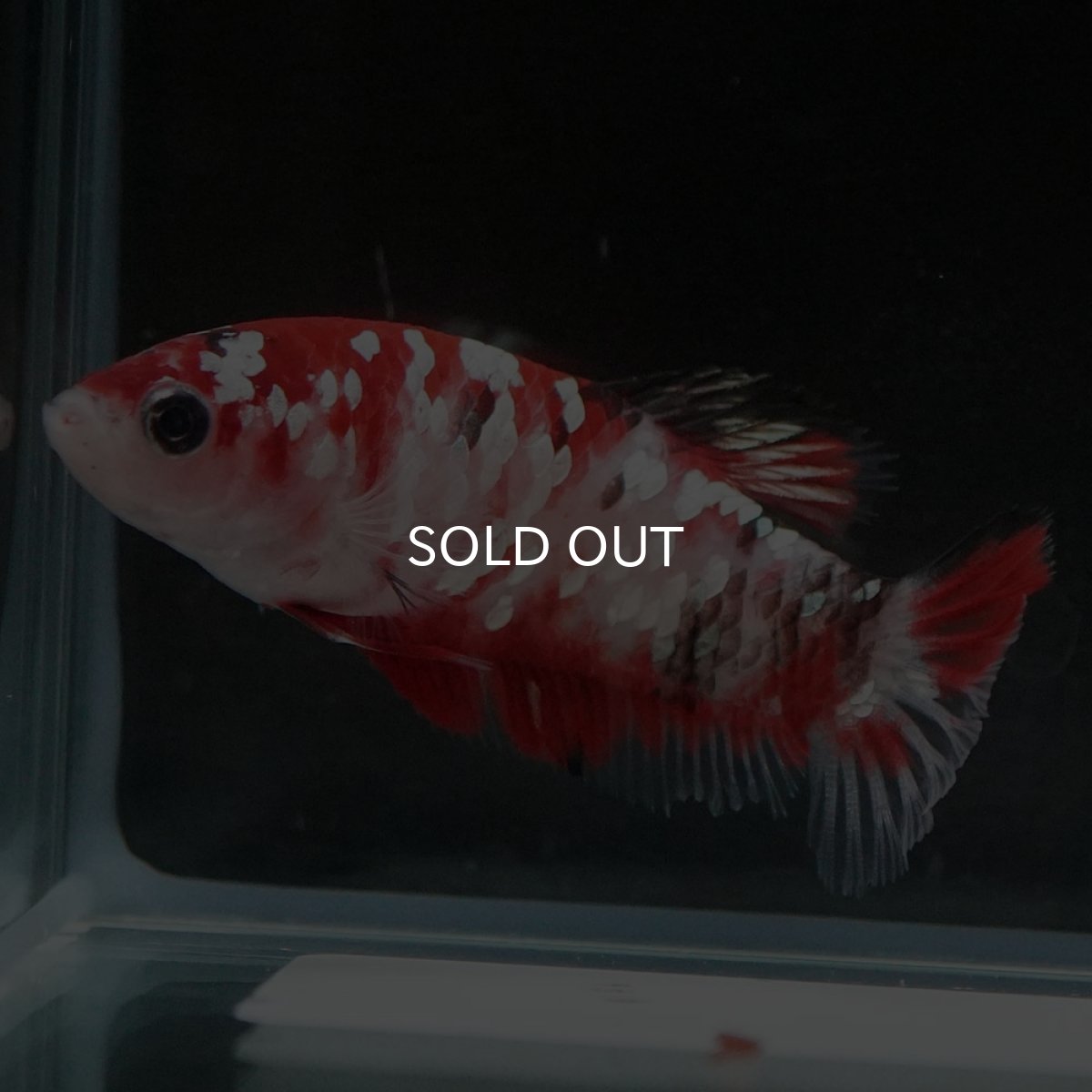 画像6: HMPK 鯉ギャラクシー メス (6)