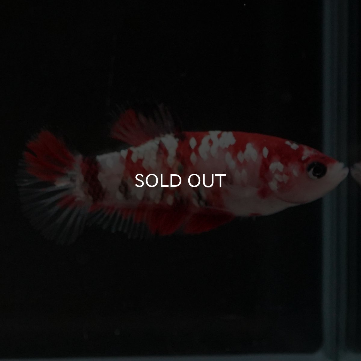 画像5: HMPK 鯉ギャラクシー メス (5)