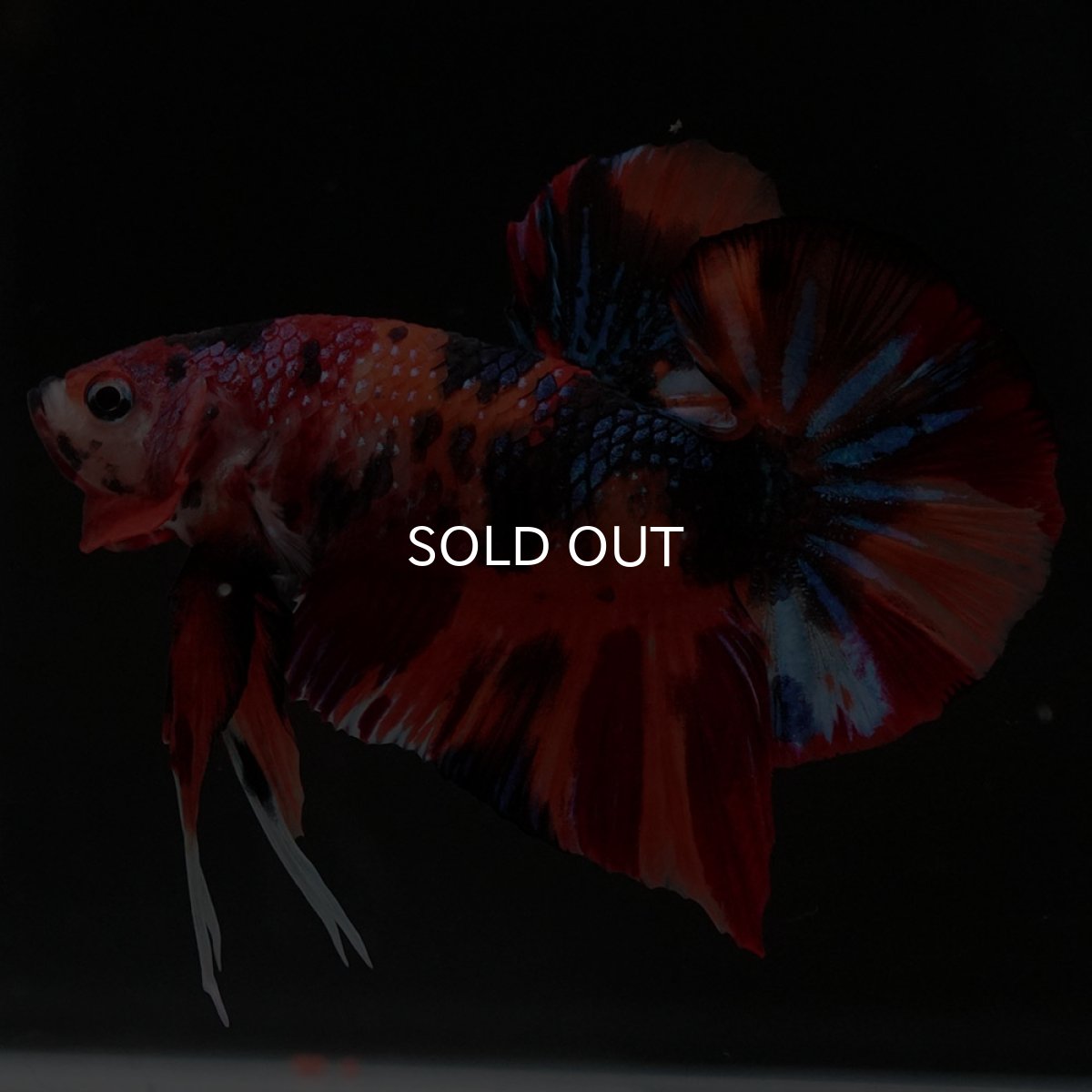 画像7: HMPK キャンディ (7)