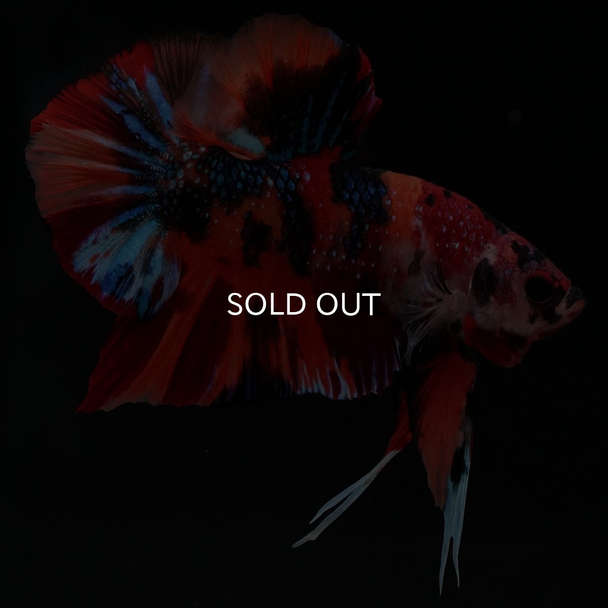 画像10: HMPK キャンディ (10)