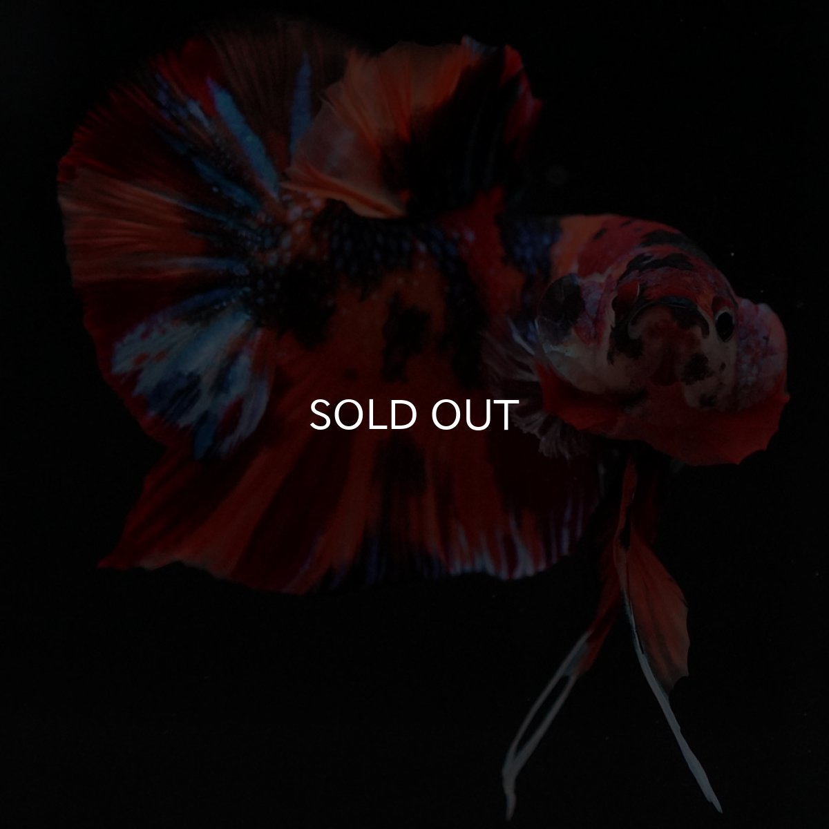 画像8: HMPK キャンディ (8)